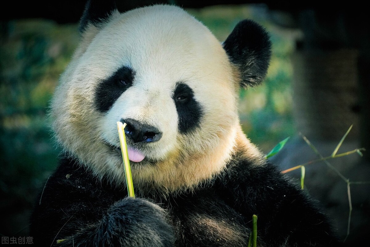 2001年湖北发现用熊猫陪葬的4000年古墓，这史前墓葬究竟是谁的？