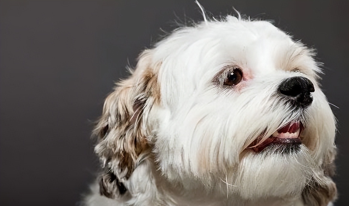 小时候黄色毛茸茸的狗狗,小时候白白胖胖的狗狗