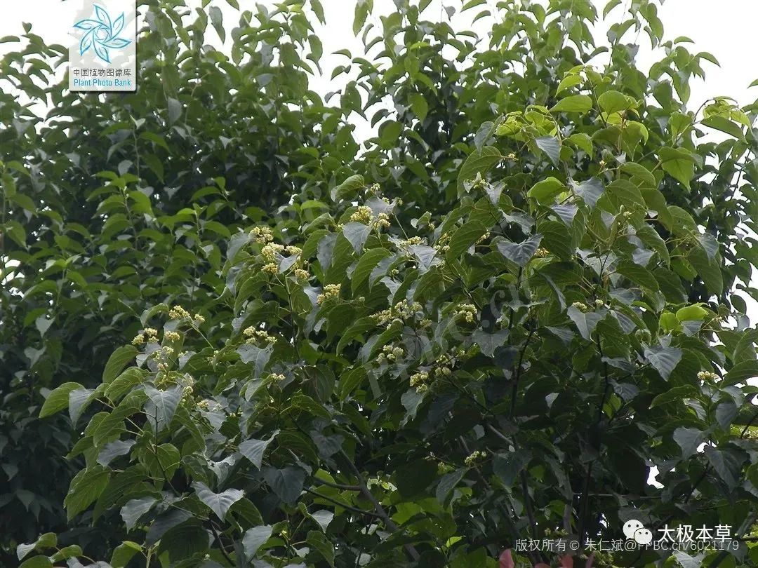 枳椇子的解酒功效,解酒药枳椇子怎么使用