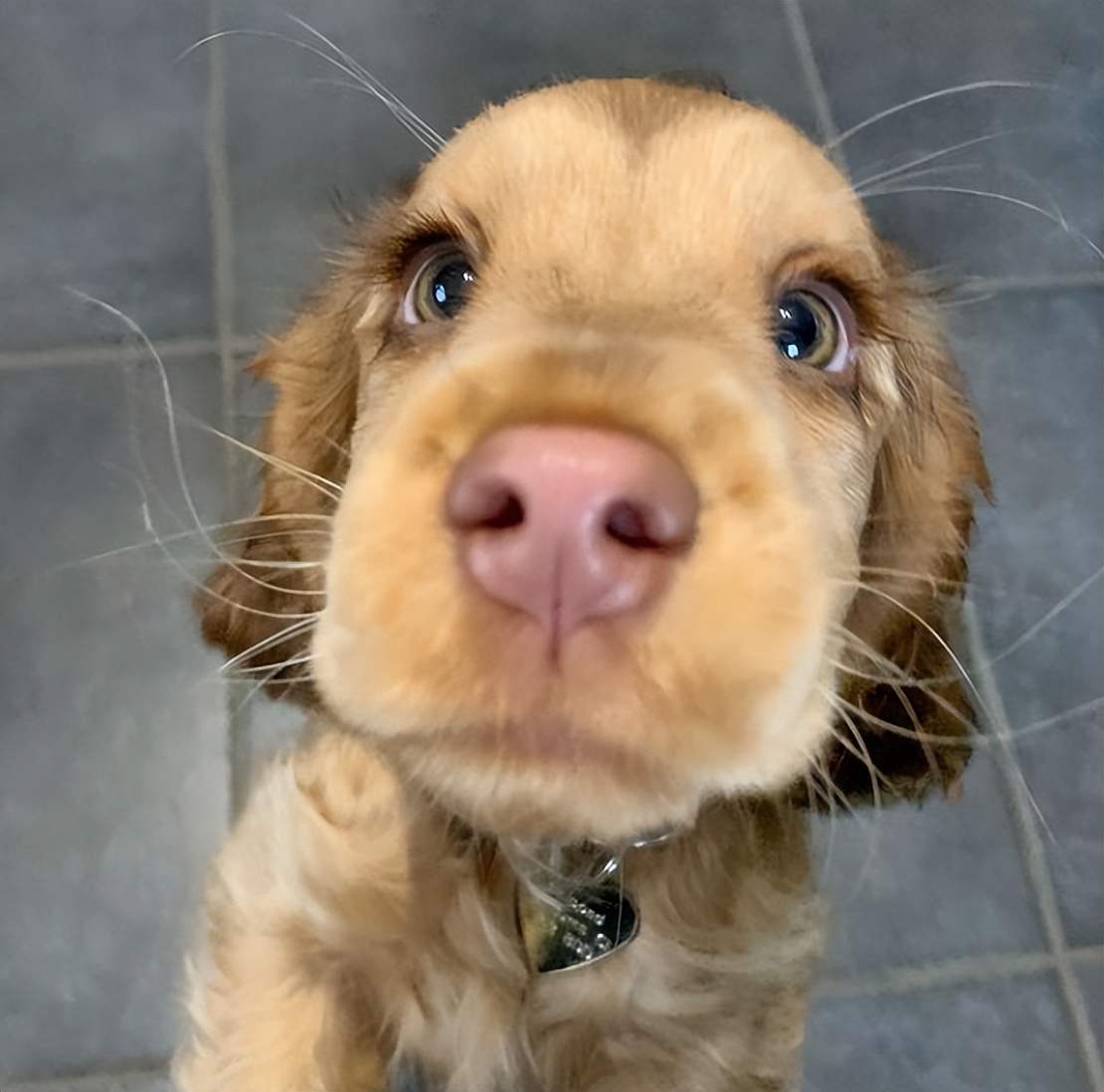 怎么选一条家狗,狗市选狗技巧