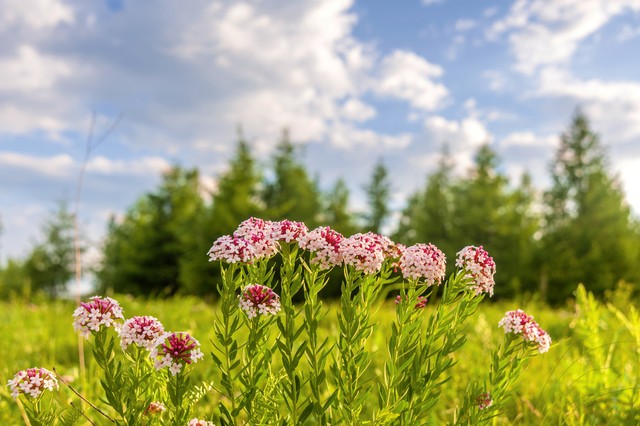 王羲之狼毒帖释文,王羲之狼毒