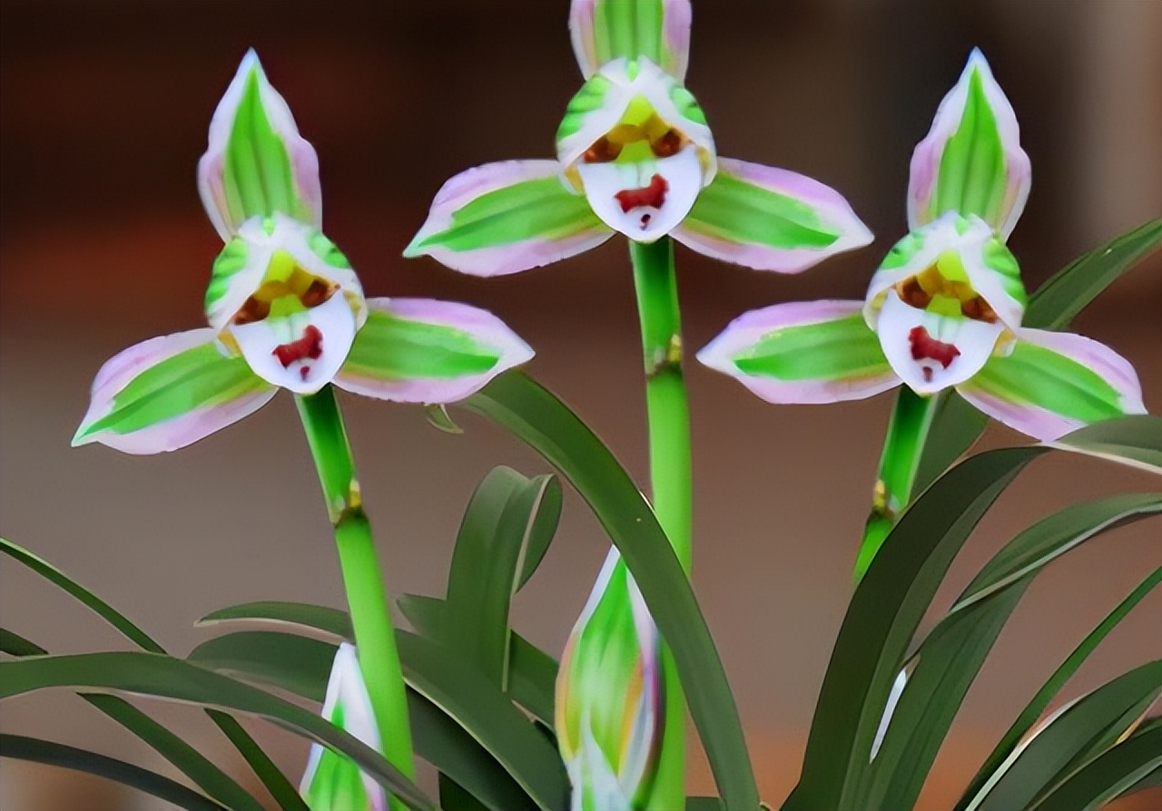 好养又香又便宜的金边兰花品种,顶级矮种金边兰花