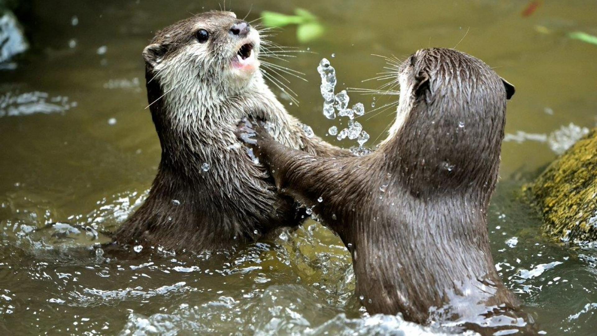 勤能补拙动物,勤能补拙比喻哪个生肖