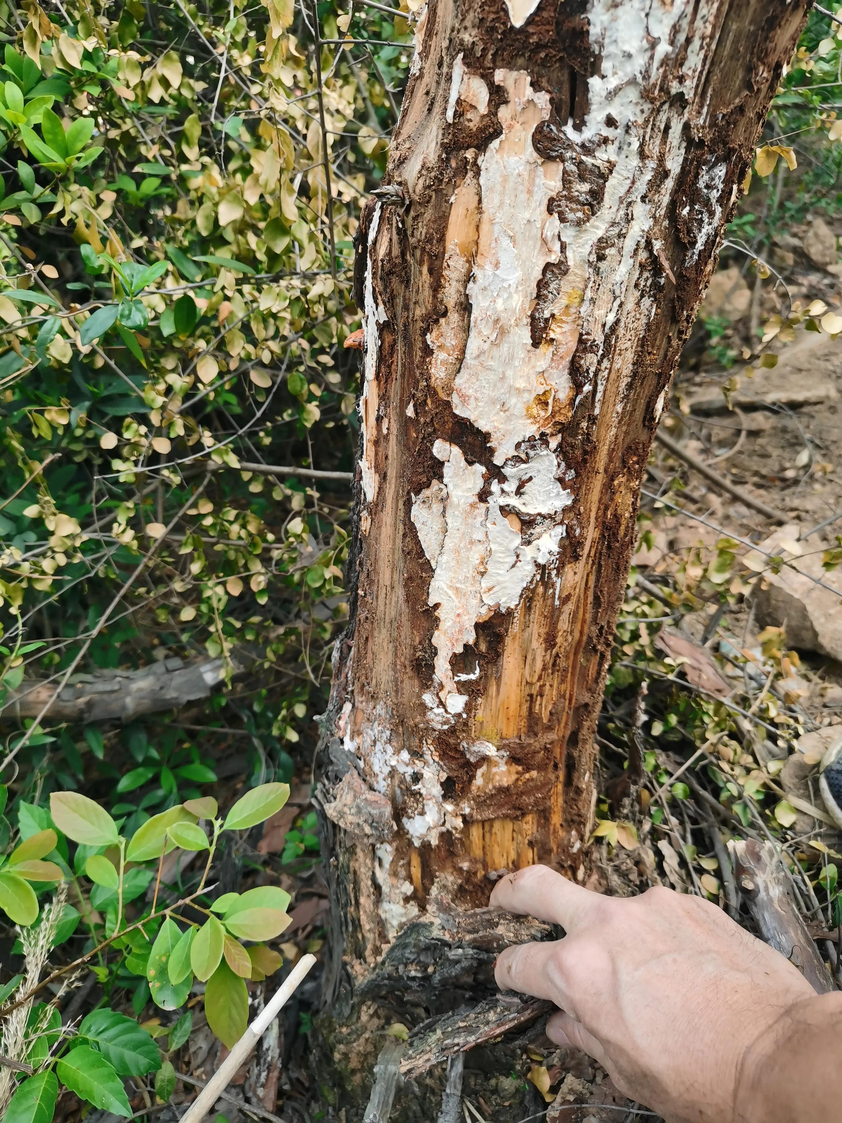 捡来的树皮怎么杀菌,捡了的树皮如何处理