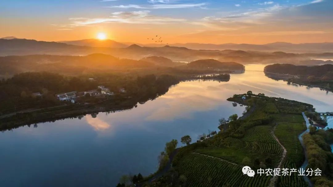 娌冲崡淇￠槼绾㈠煄鑼朵埂,鏂板幙绾㈠煄鑼朵埂