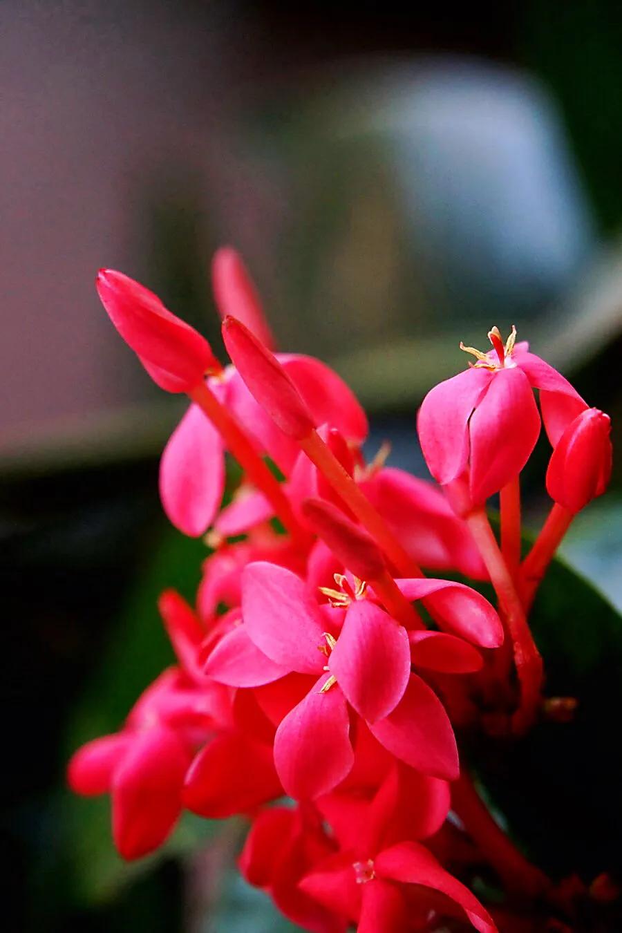 美丽的龙江河,美丽的草原我的家