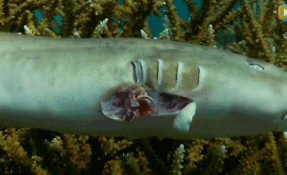 姚明公益广告拒绝吃鱼翅,姚明吃鱼翅原视频