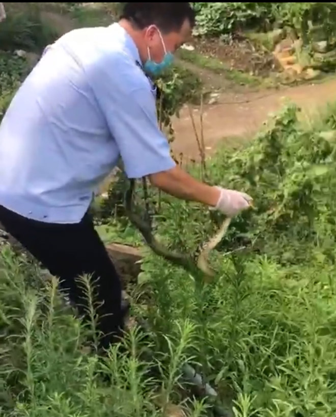 什么蛇有毒湖南,湖南地区的有毒的蛇有哪些