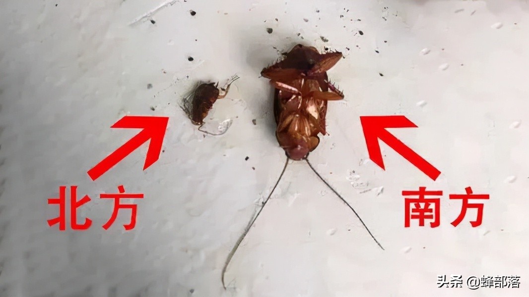 蟑螂为啥越杀越多,正确打死一只蟑螂的方法