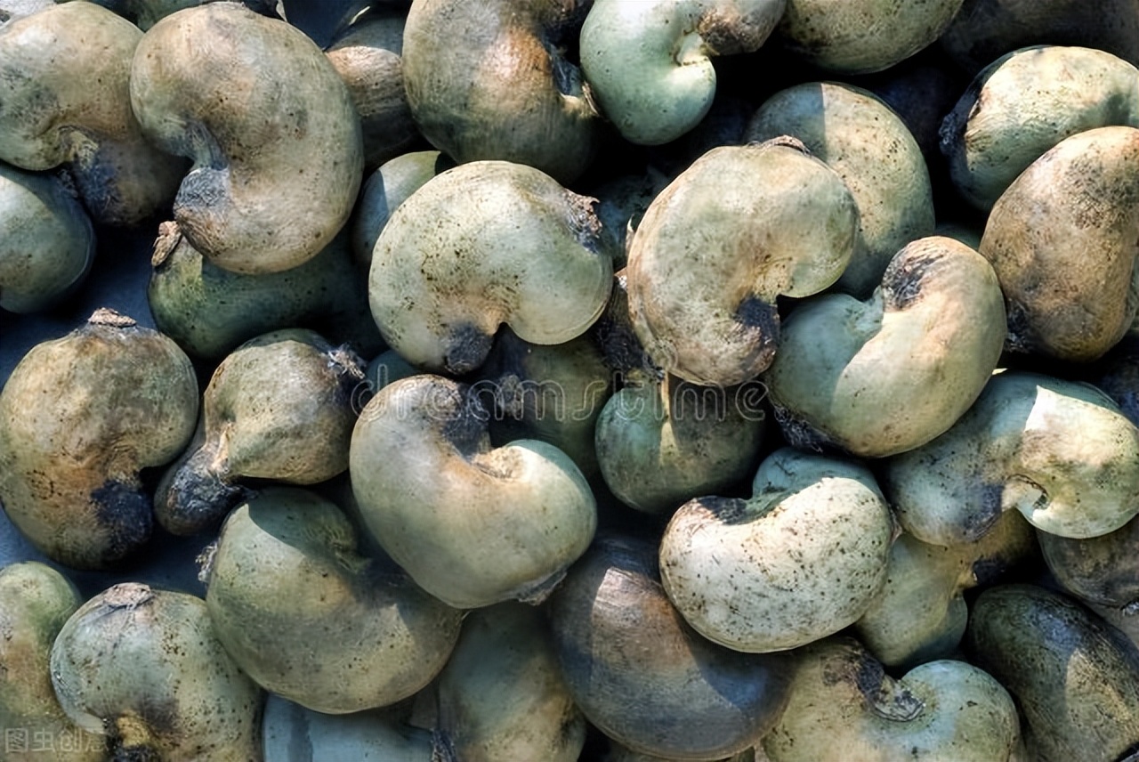 腰果为什么有毒呢,腰果的危害是什么