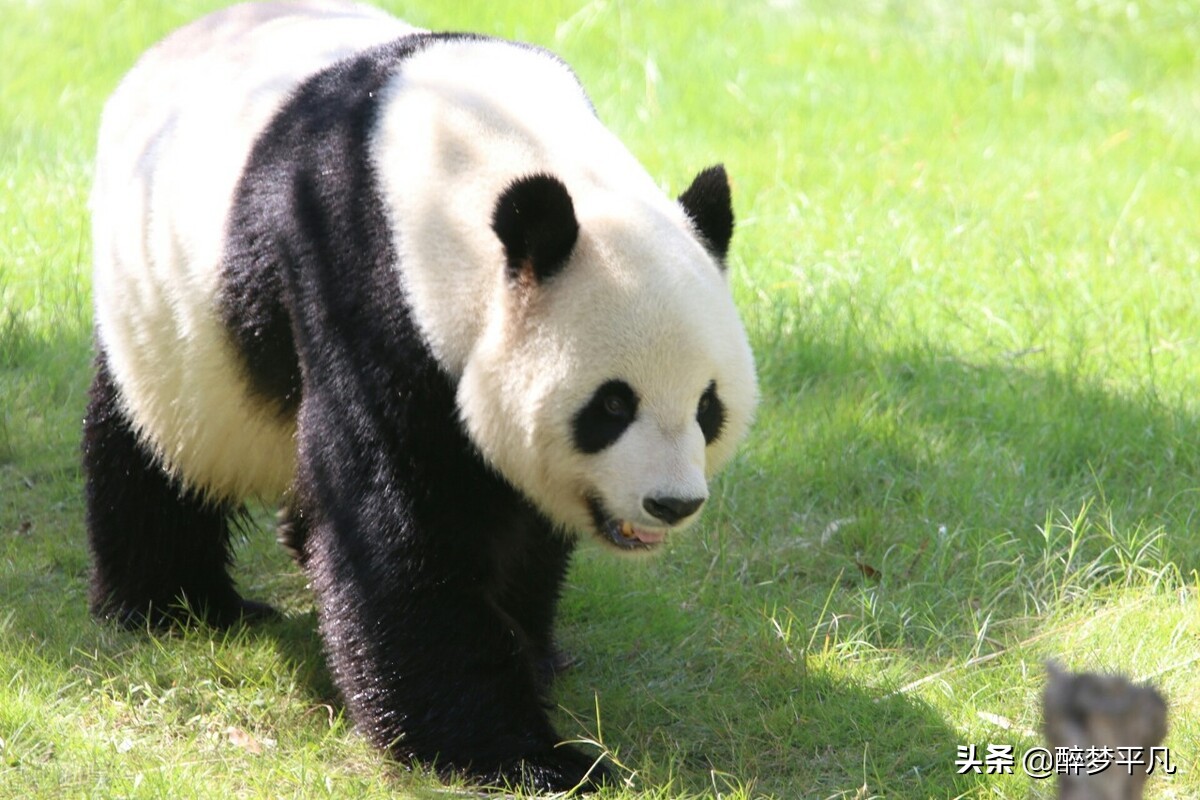 上海野生动物园70岁老人免票吗,上海野生动物园门票预订app