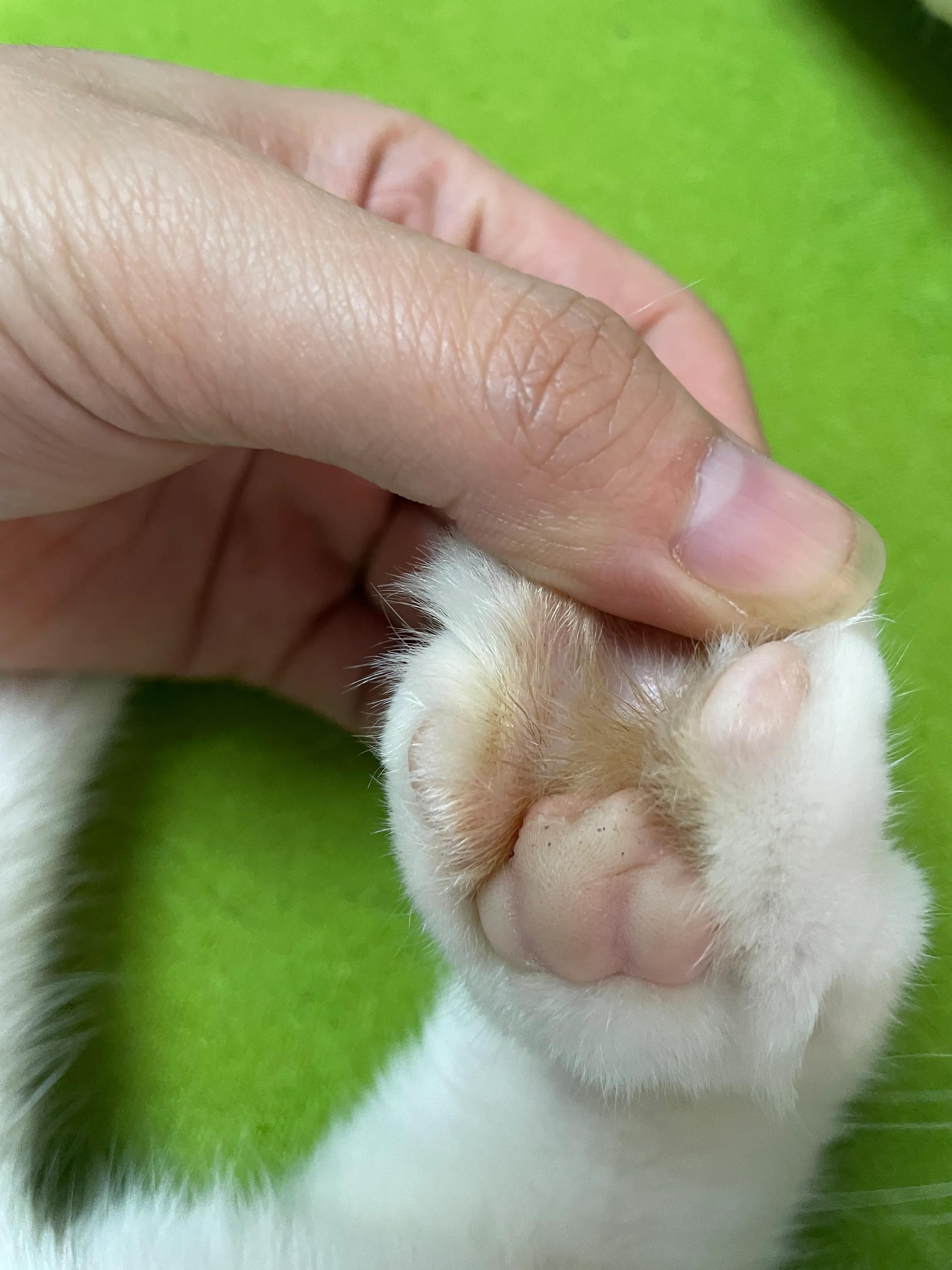 猫咪趾间炎会传染给人吗,趾间炎猫咪传染吗