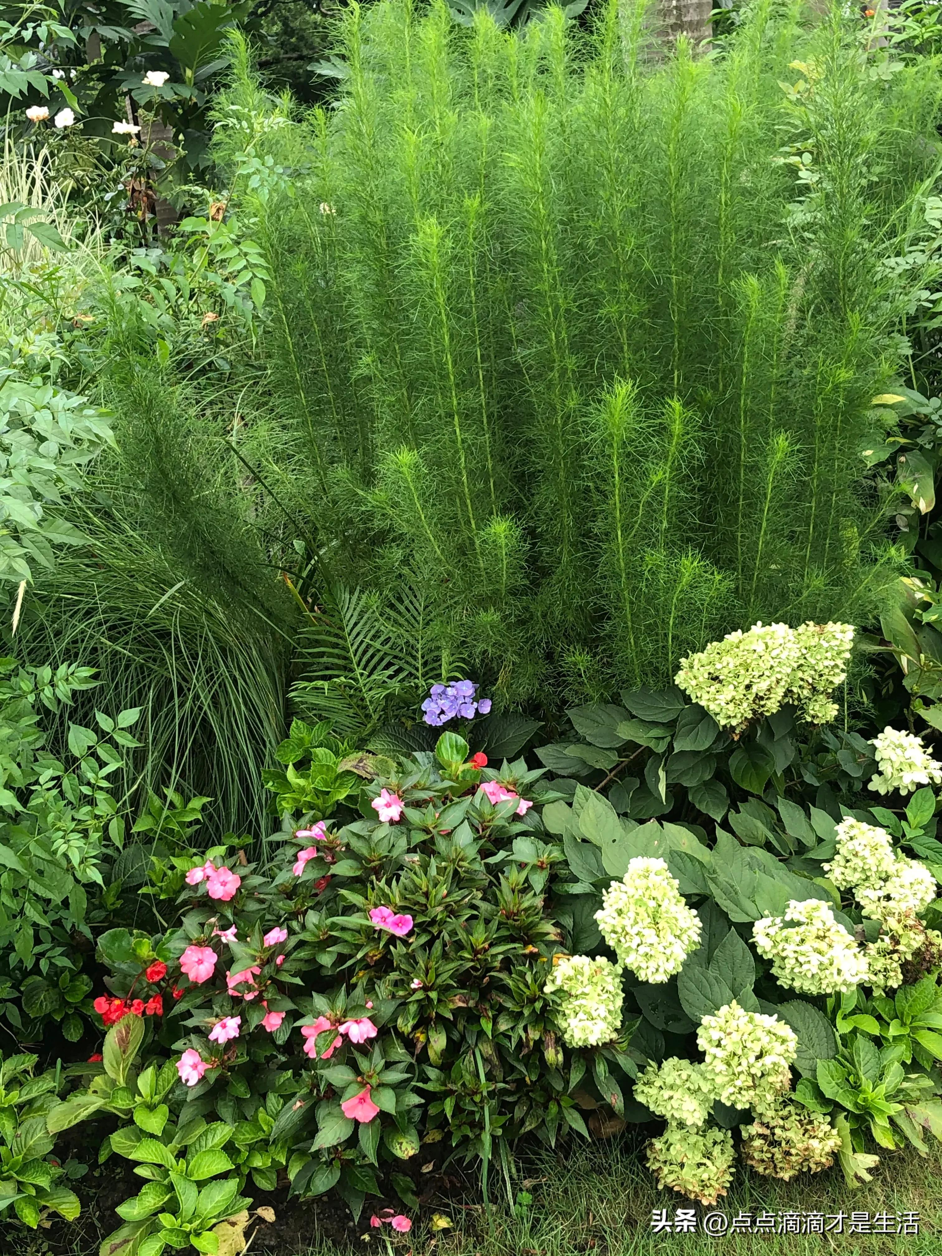 广州云台最美的花园,广州白云云台花园拍照