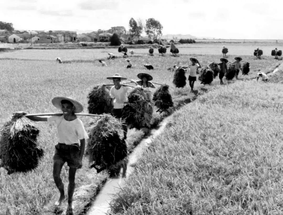 知青上山下乡真实遇见狼的事件,知青下乡是属于哪个大事件