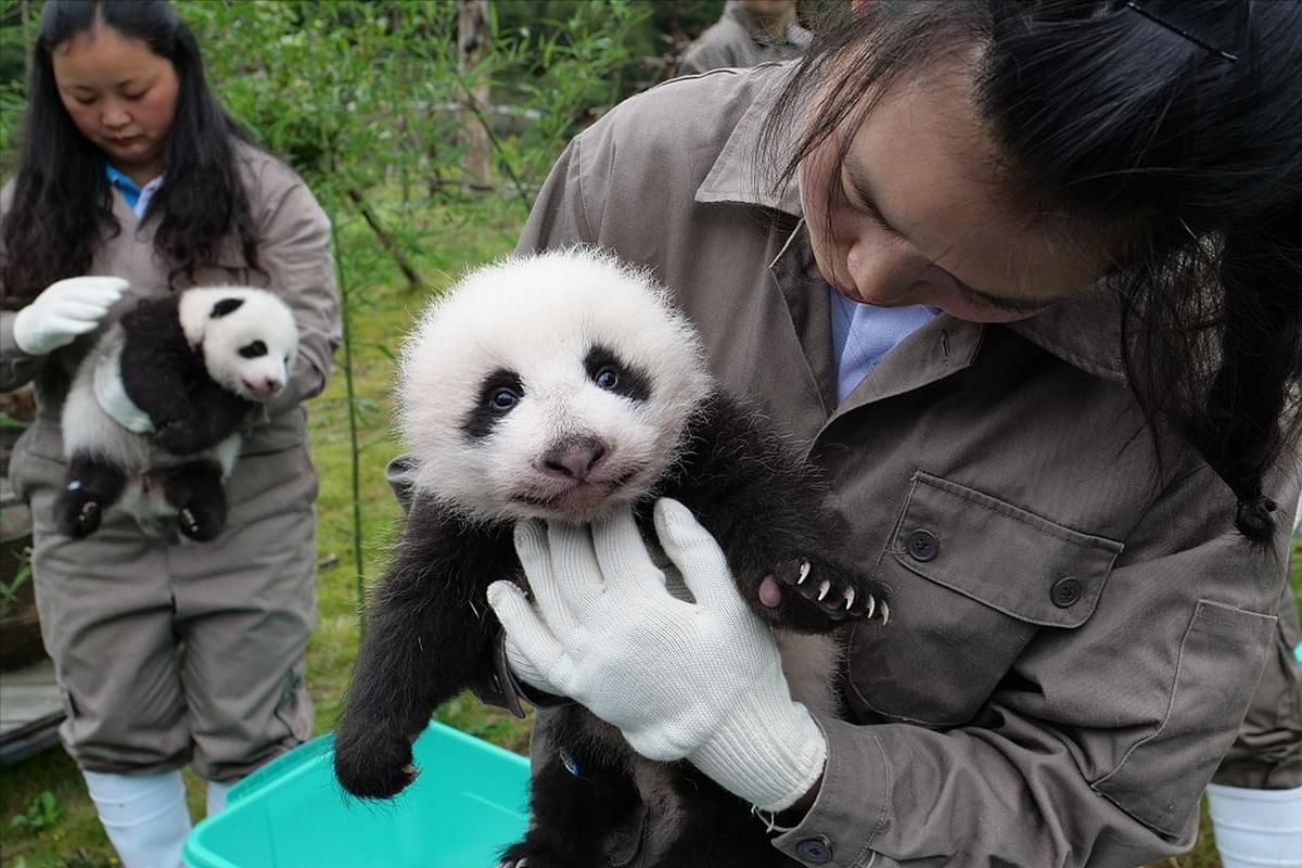 国货品牌蜂花认养大熊猫花宝,蜂花代言人熊猫