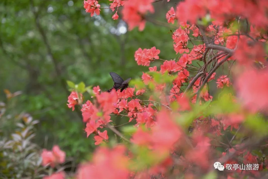 有一种春光叫杜鹃花,春天漫山遍野的杜鹃花开