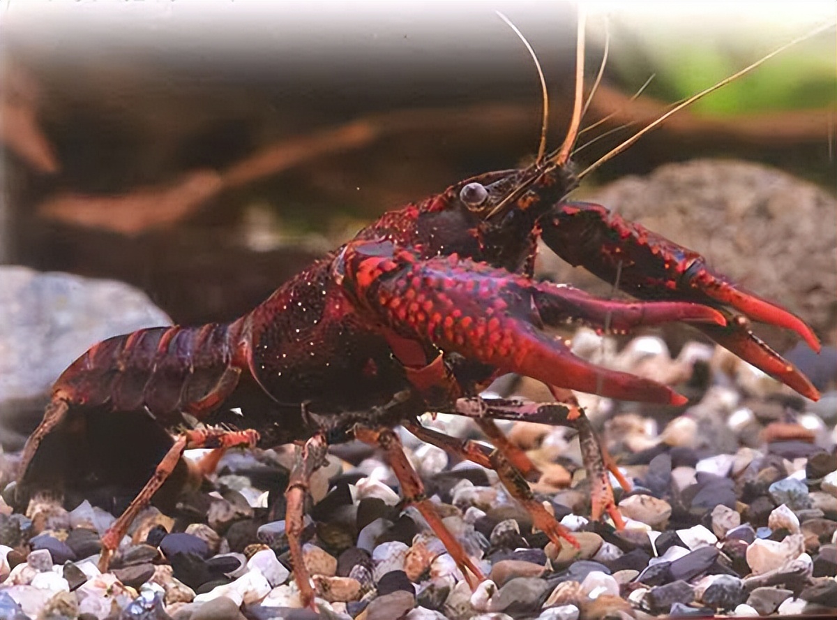 夏天小龙虾到底能不能吃,小龙虾烧烤的危害