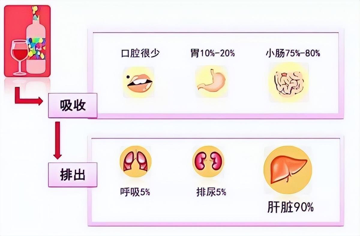 喝酒后拉肚子的解决方法,喝酒后拉肚子是啥原因