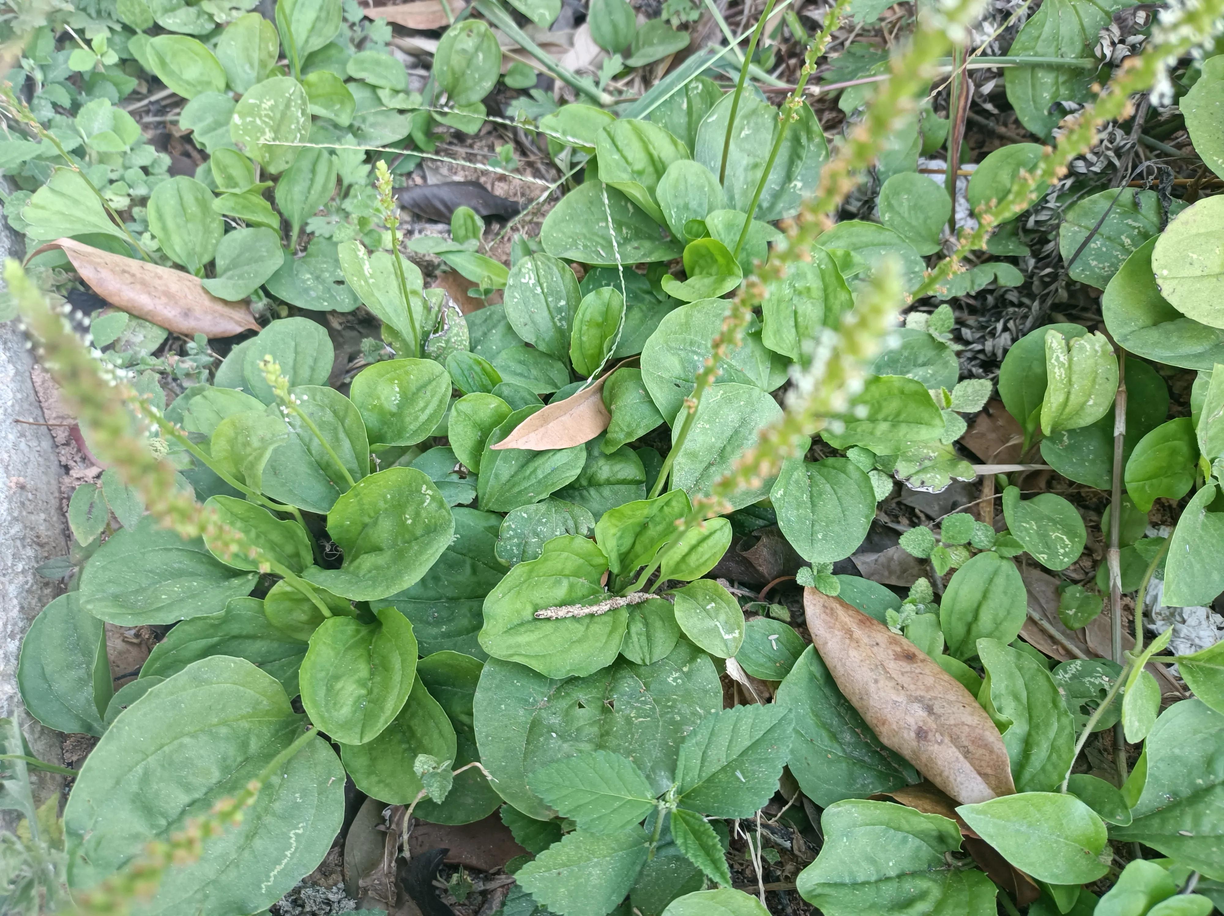 湿气不除养生等于白养,喝什么茶祛百病最好