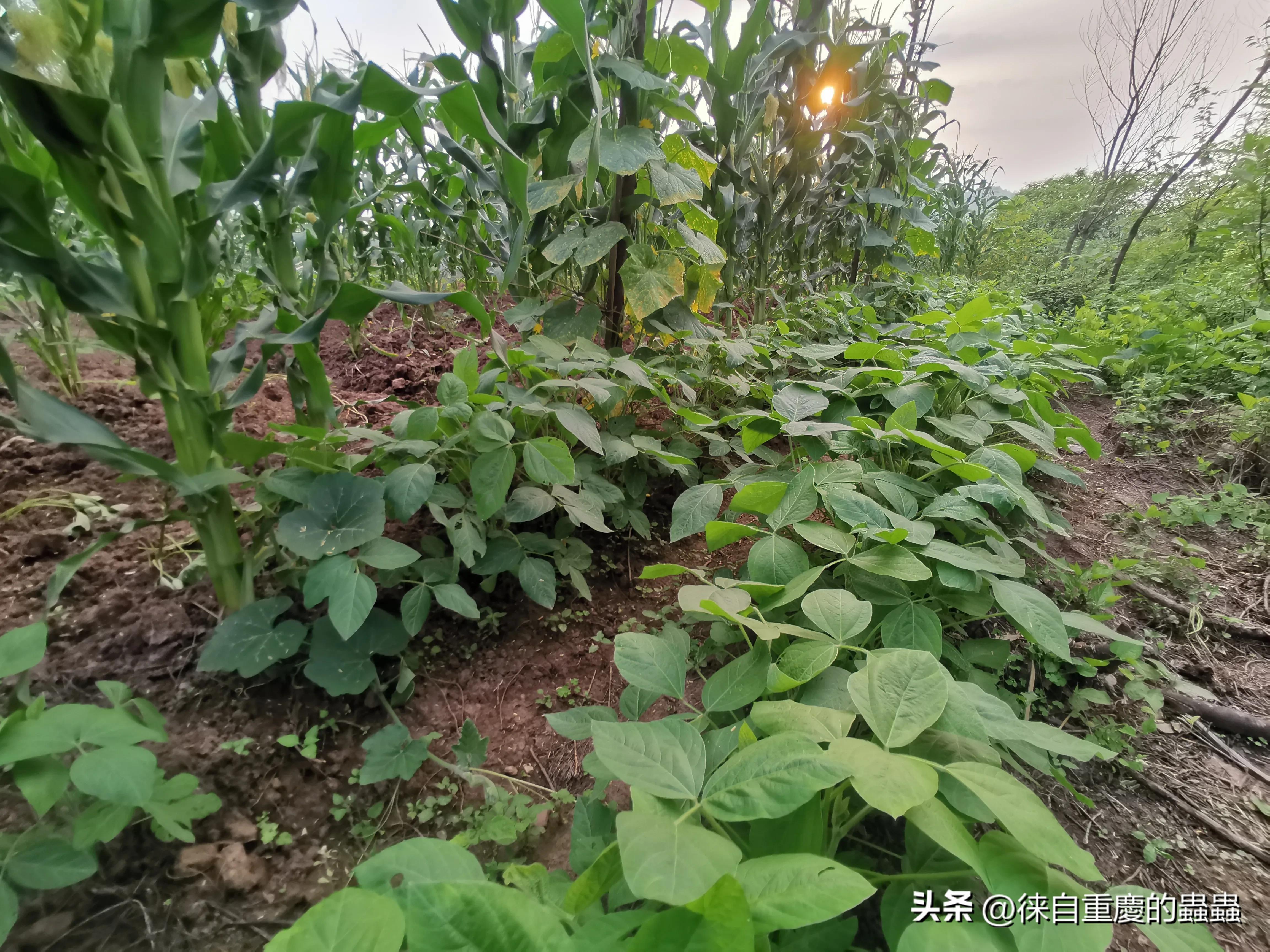 漫漫人生路——因身高矮小体育选修课成了麻烦