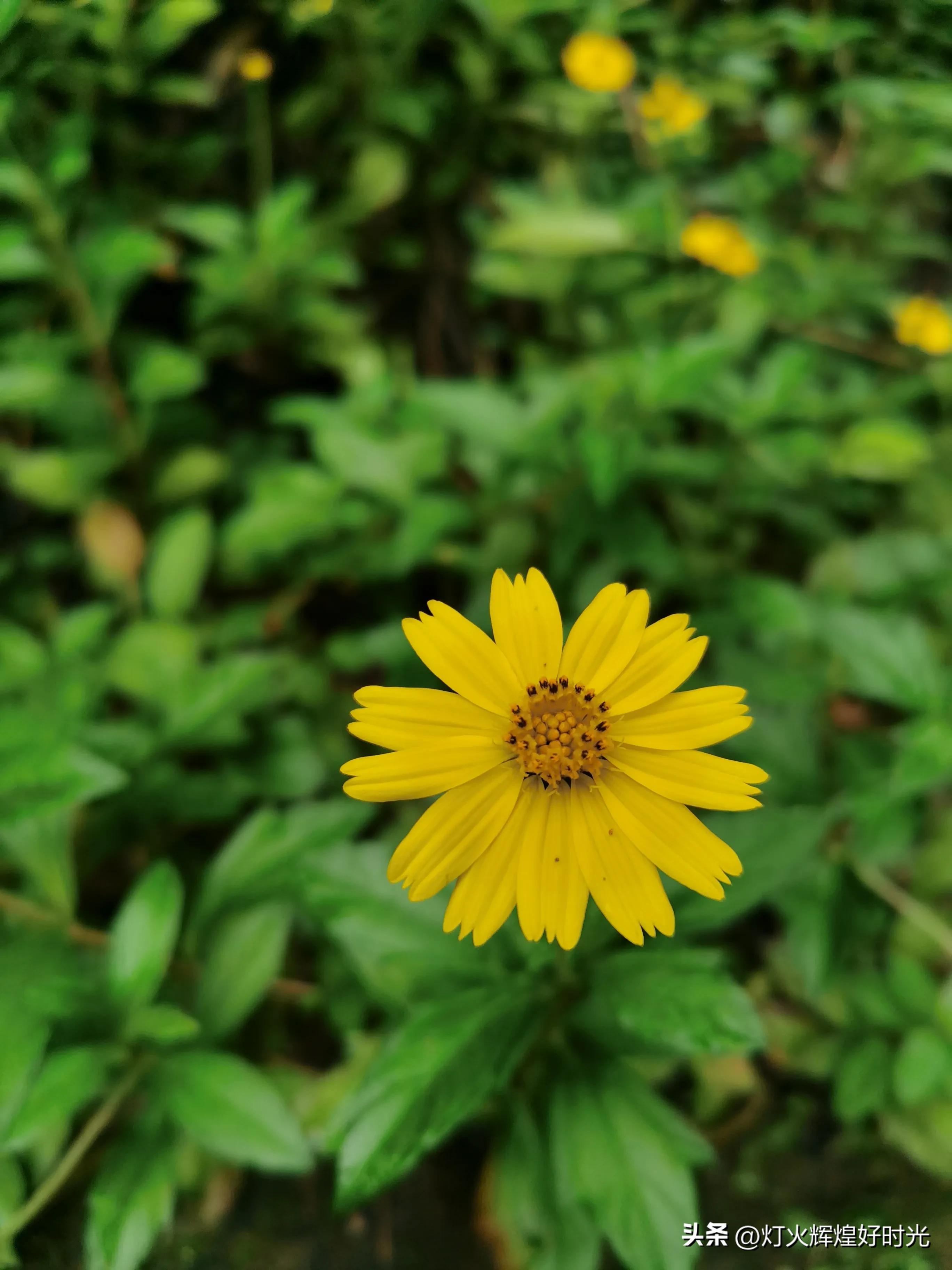 夏日掠影,雨天花开,人见人爱