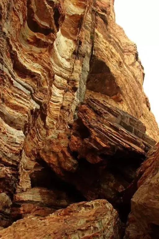 紫色小八仙,颜值惊艳的小戏骨