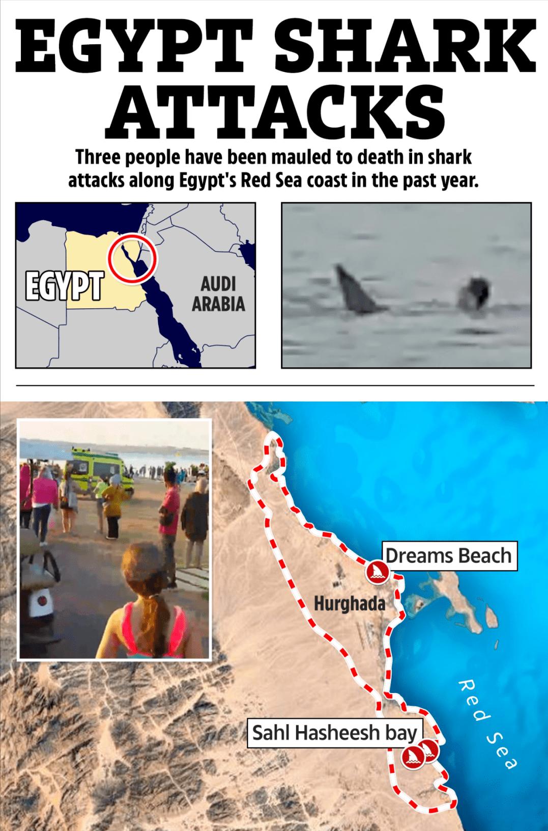 澳大利亚海里面的虎鲨有多恐怖,虎鲨有多可怕