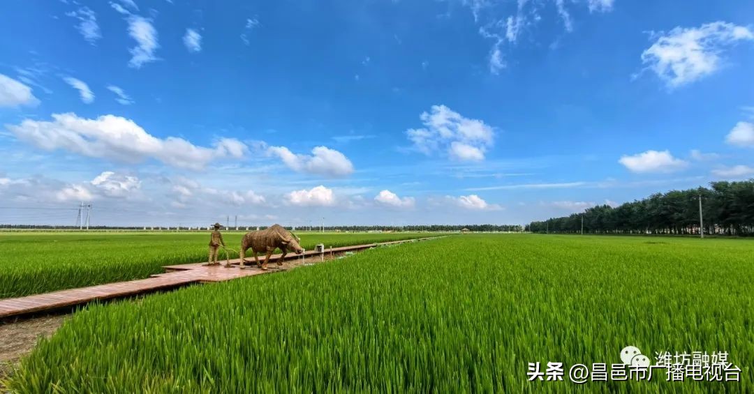 总要来趟潍坊昌邑吧!