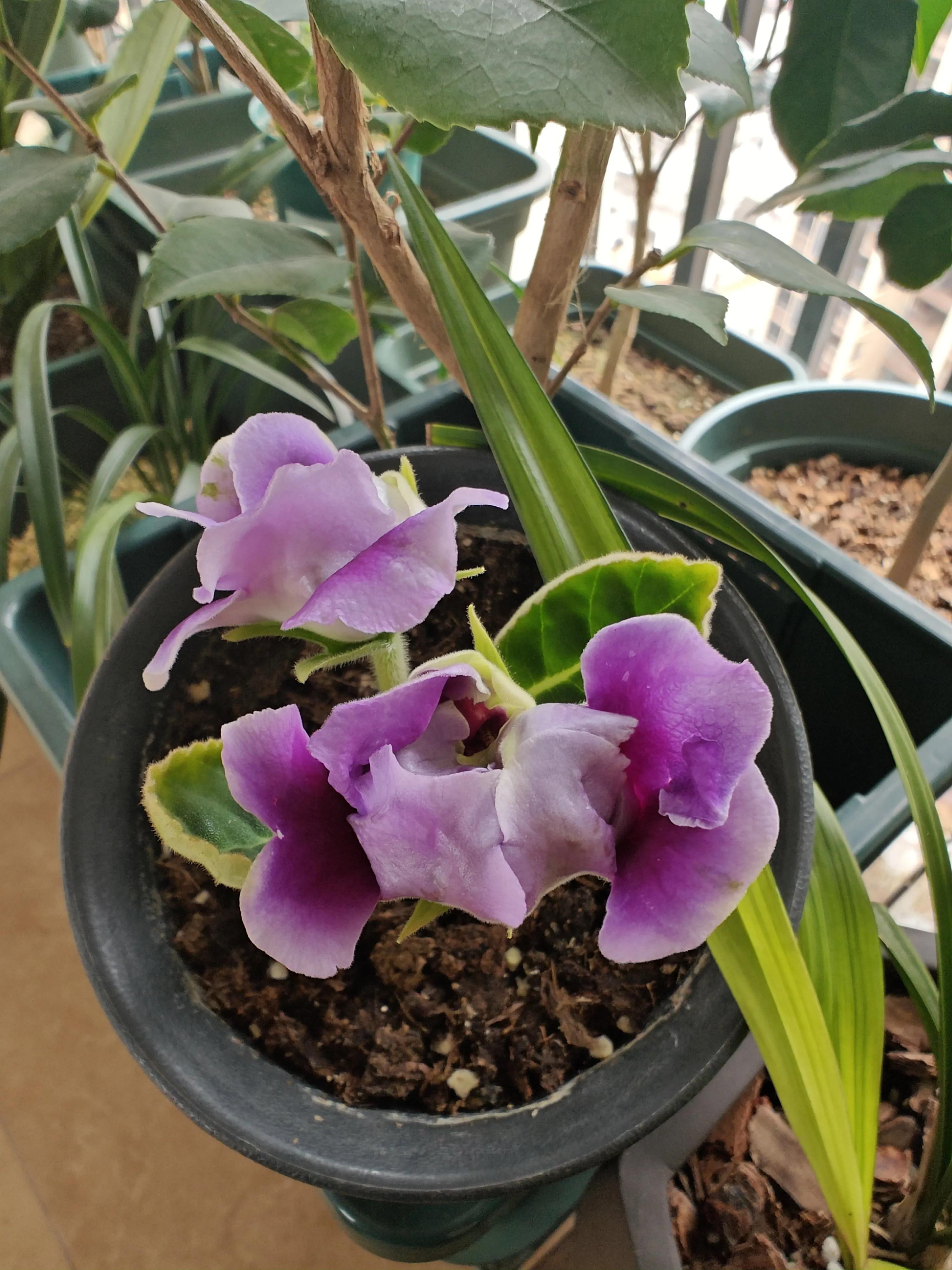 记事本日记图片,记事本日记本