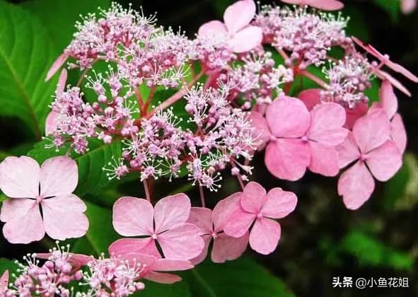 有一种花很好看但是很臭,名字很难听却很漂亮的花