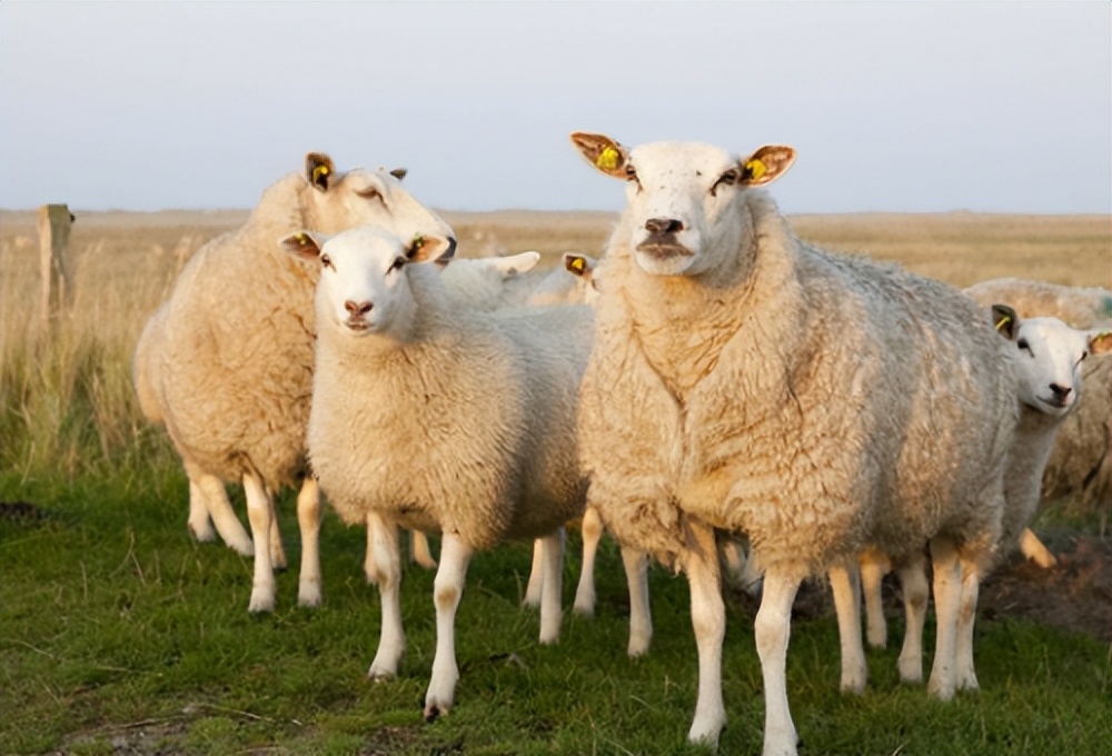 母羊奶水不足最快的解决方法,母羊奶水不够喂什么东西下奶快