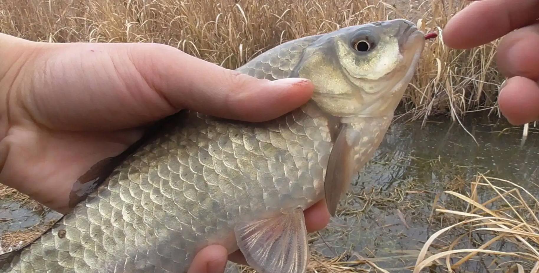 野钓鲫鱼酒米怎样制作,夏季野钓鲫鱼酒米怎么制作效果好