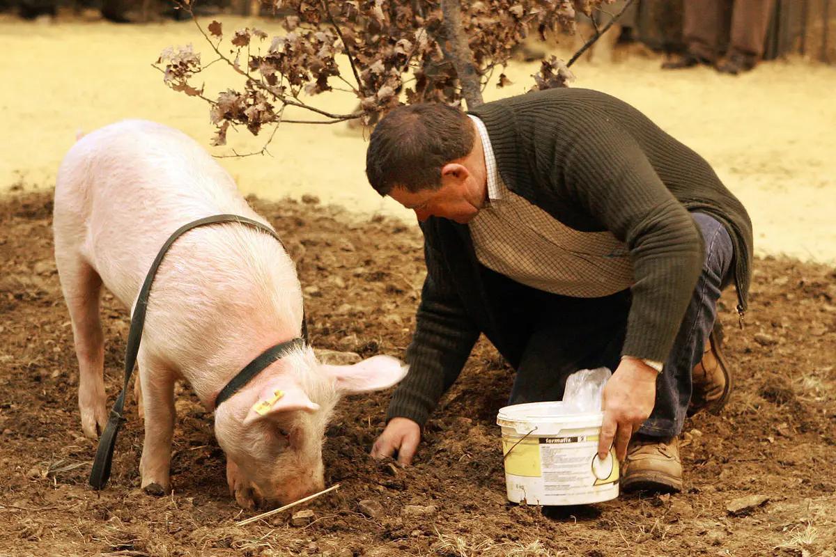 1人1猪搜寻深山里的“黑球球”，国外当宝国内喂猪，一公斤卖1500