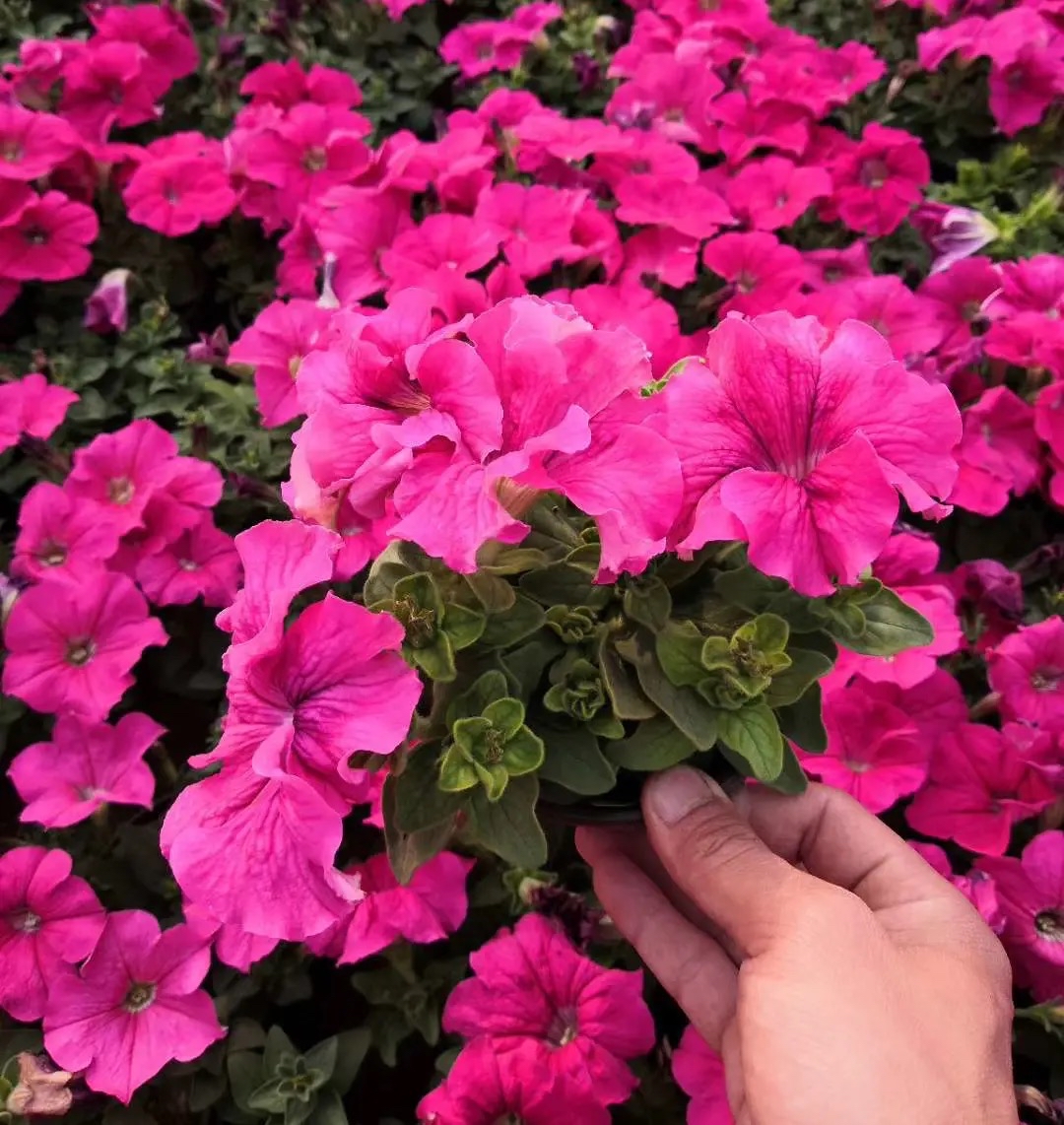 买花怎么养才不会枯萎,买花盆栽最省钱的方法