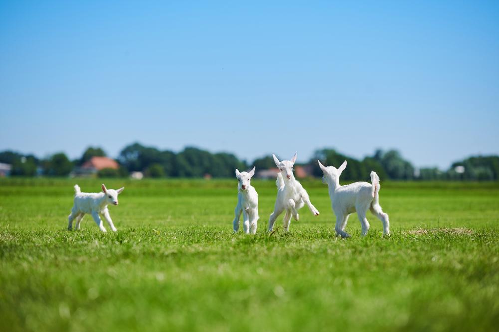 有机羊奶粉佳贝艾特成人,佳贝艾特羊奶粉最新新闻