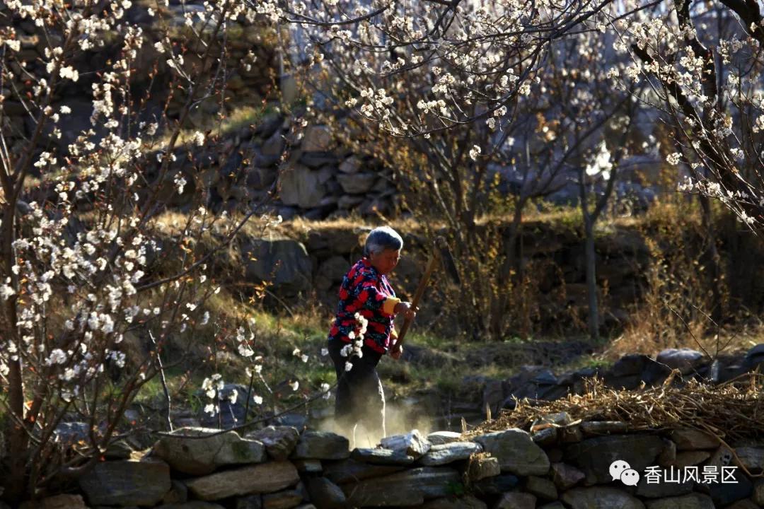 俺莱芜有美景|四季予你诗画香山