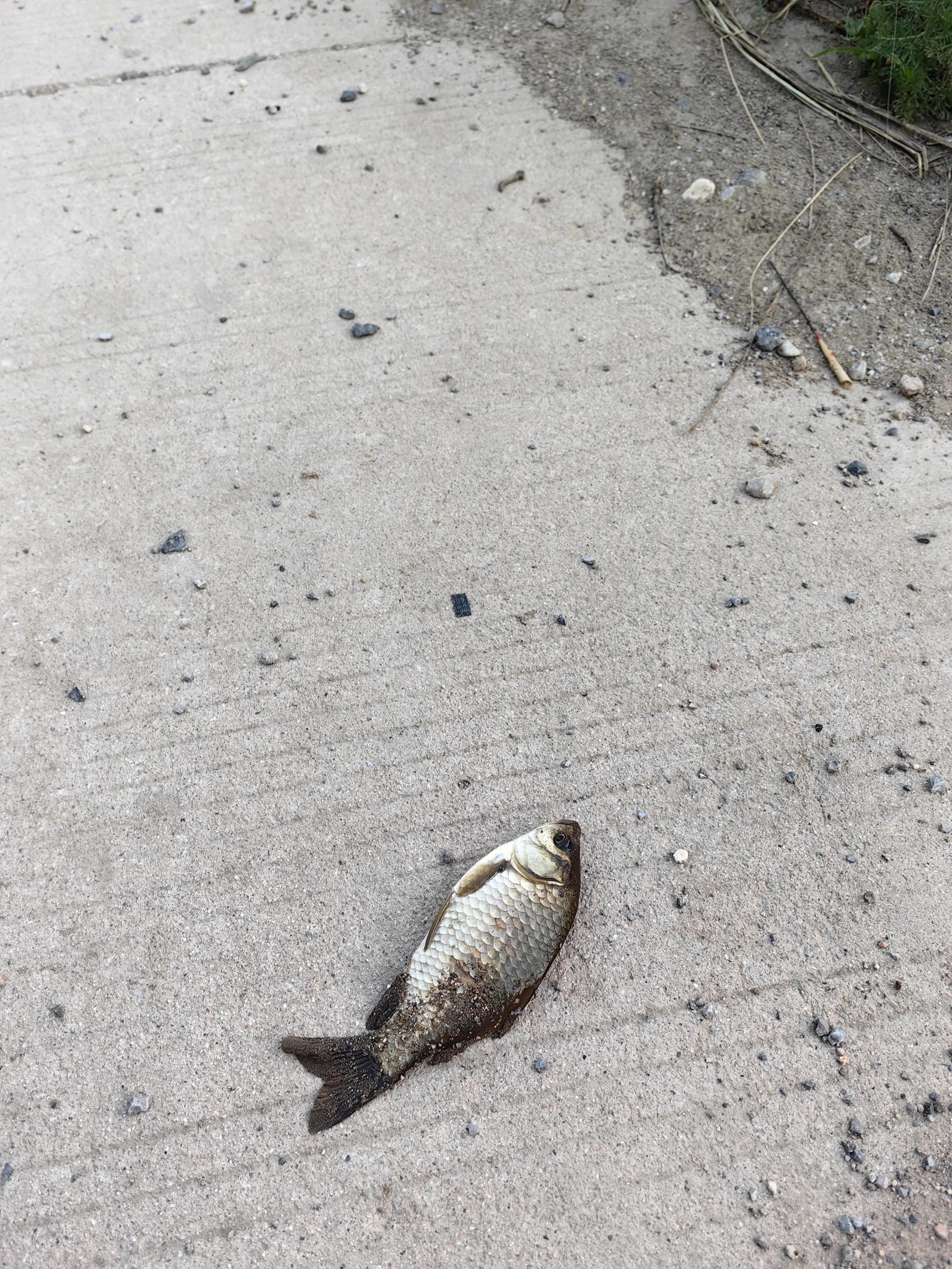 明大大原声,明大大记录生活