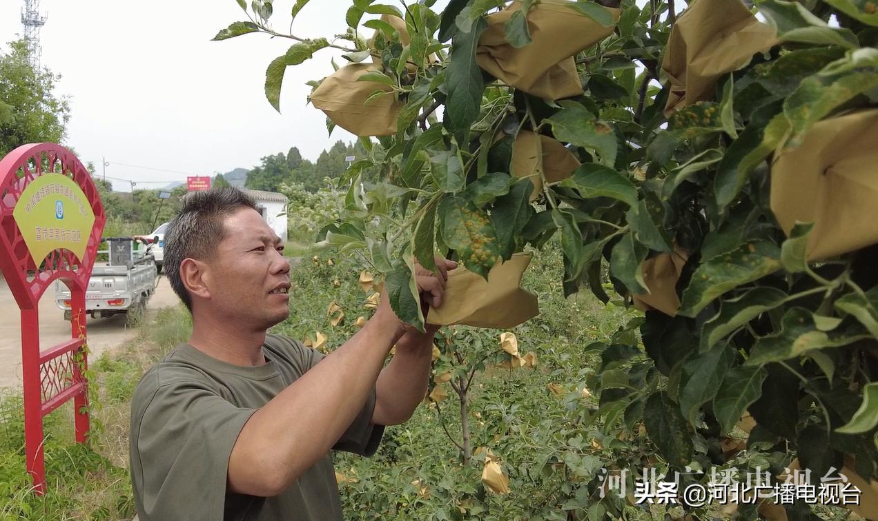 太行山上的红苹果,太行山上红苹果