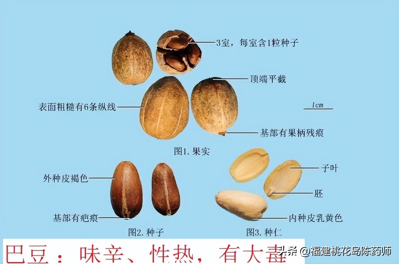 有毒的中药植物类药材,有毒的中药材