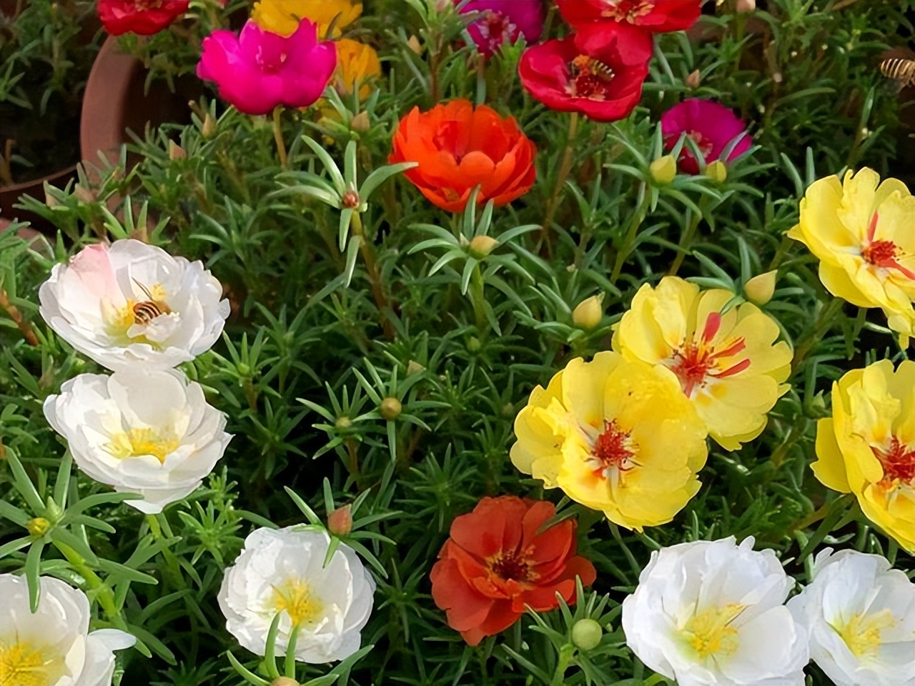 好看易种易活的花推荐,容易爆花的庭院花卉