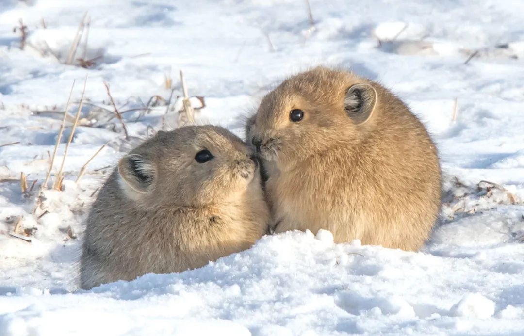 兔年说兔,让我们重新认识一下兔子