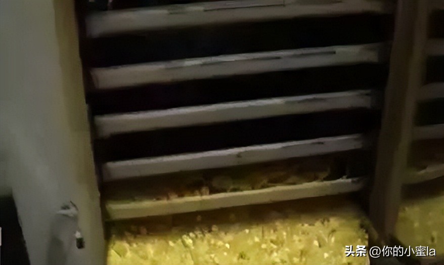 烤色蜜蜡盘玩会变色吗,鸡油黄蜜蜡是烤色的吗