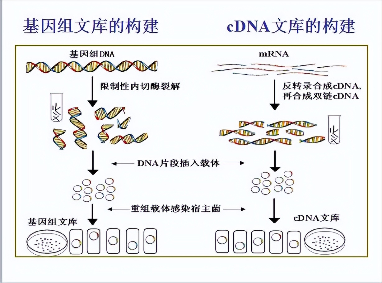 乳酸脱氢酶基因敲除之后,对钝齿棒杆菌菌株构建有什么影响