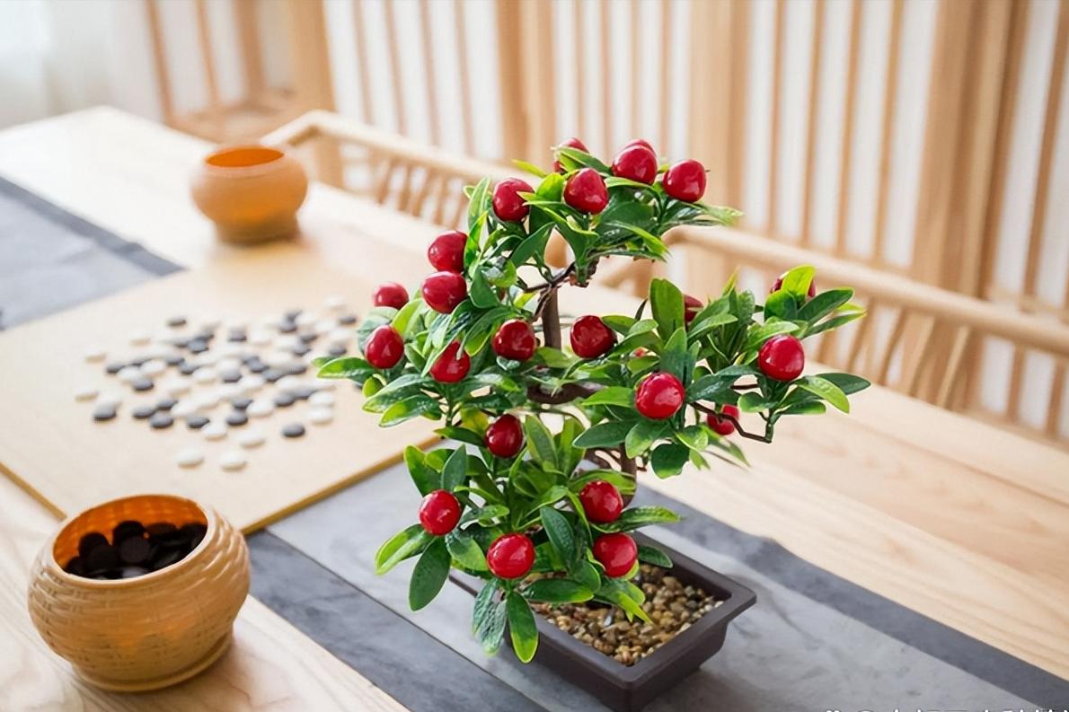 盆栽樱桃需要注意什么,盆栽樱桃的管理方法