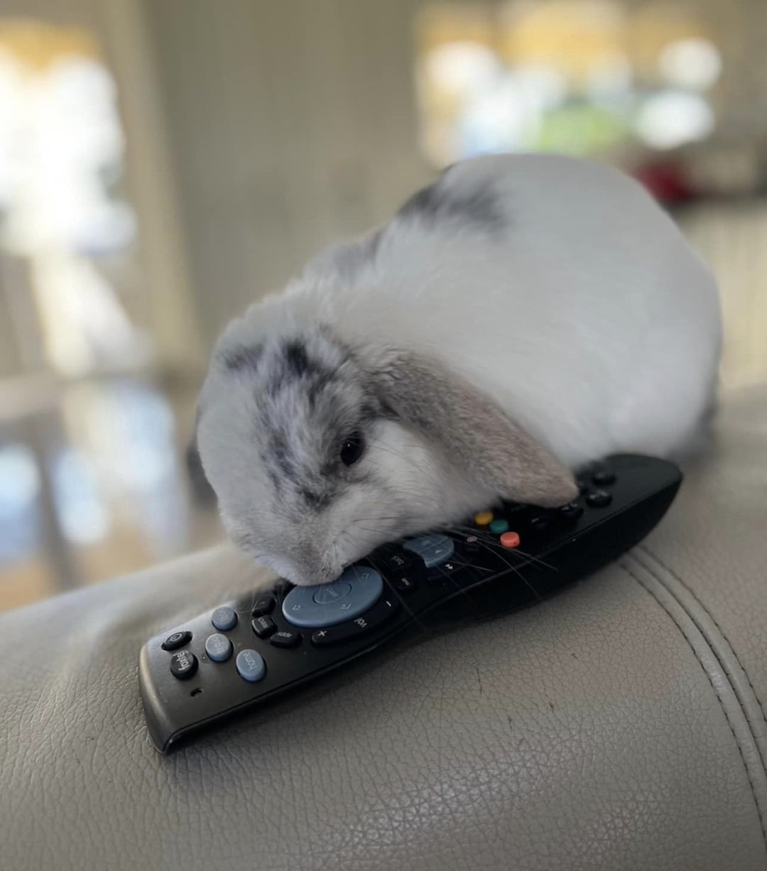 兔兔超可爱的真人照片,兔兔超可爱露脸照片