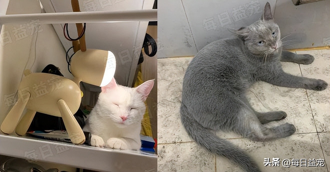 世界杯火了的猫,足球世界杯猫