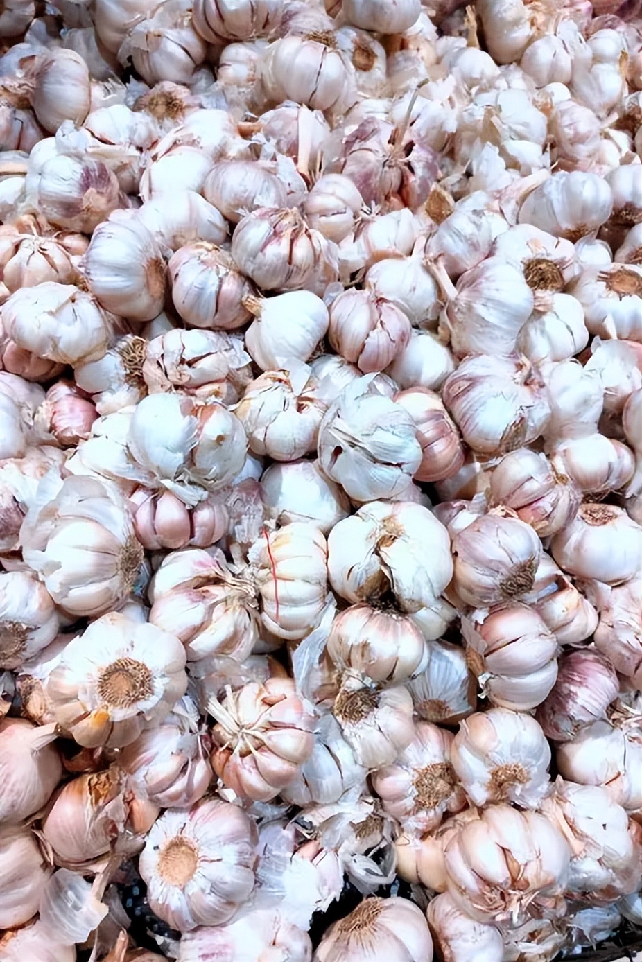 有哪些是抗辐射食物,抗辐射的食物排行榜前十名