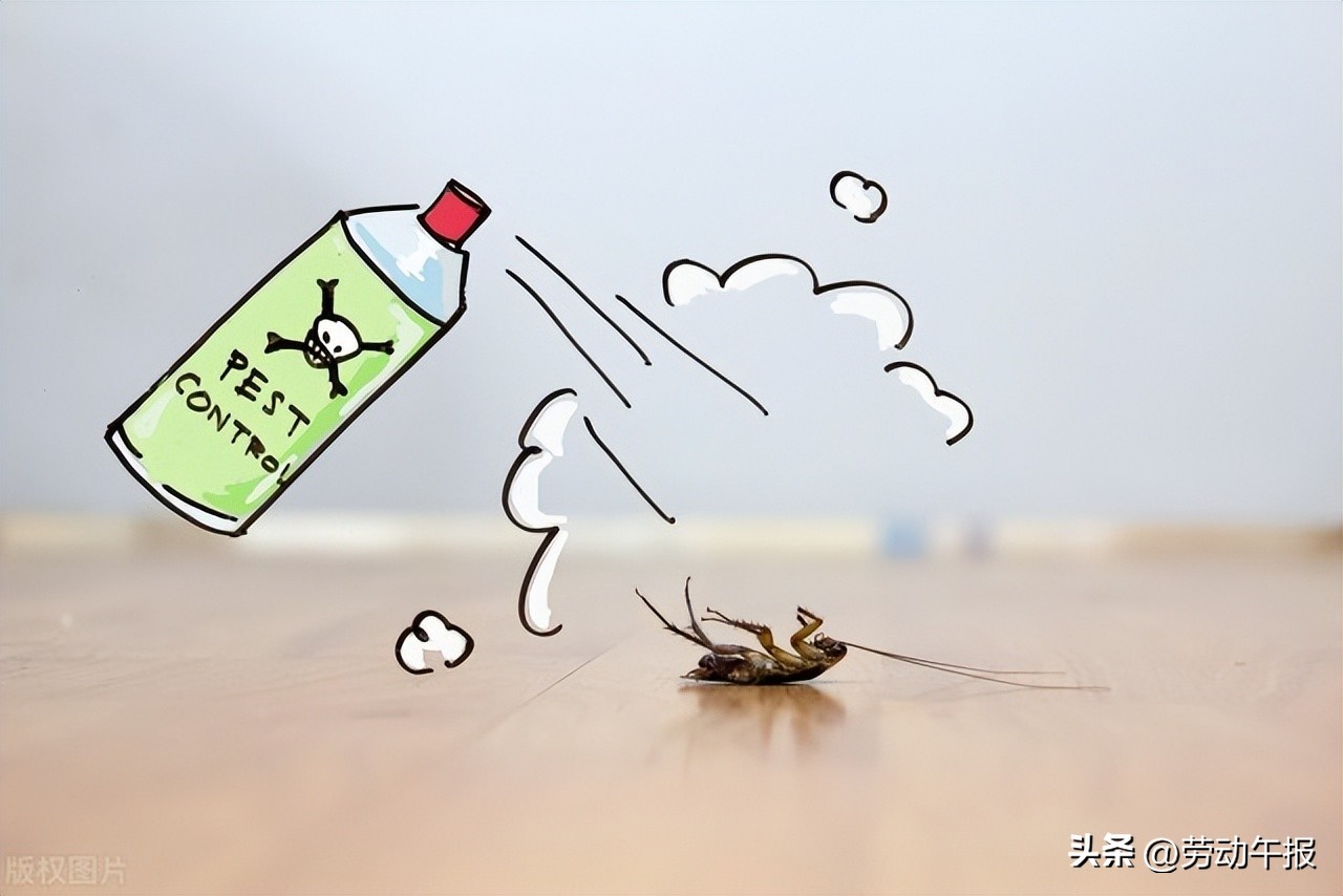 央视驱蟑螂小妙招灭蟑胶饵,家里有蟑螂用哪种杀蟑办法