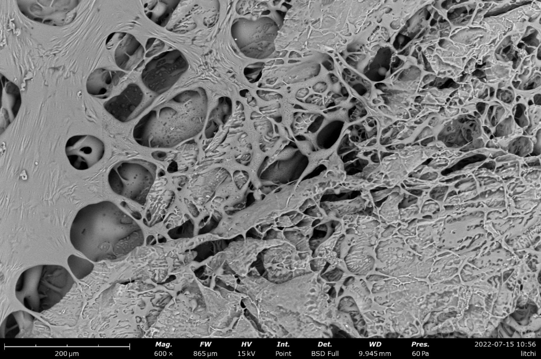 飞纳电镜和含水样品的冰雪奇缘