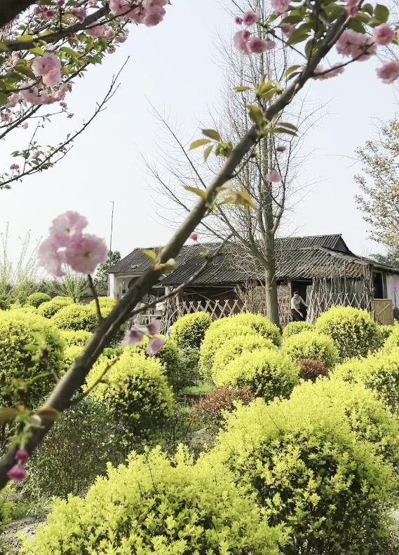 闲置猪圈变身小清新茶舍,3位80后妈妈在郫都打造向往的田园生活